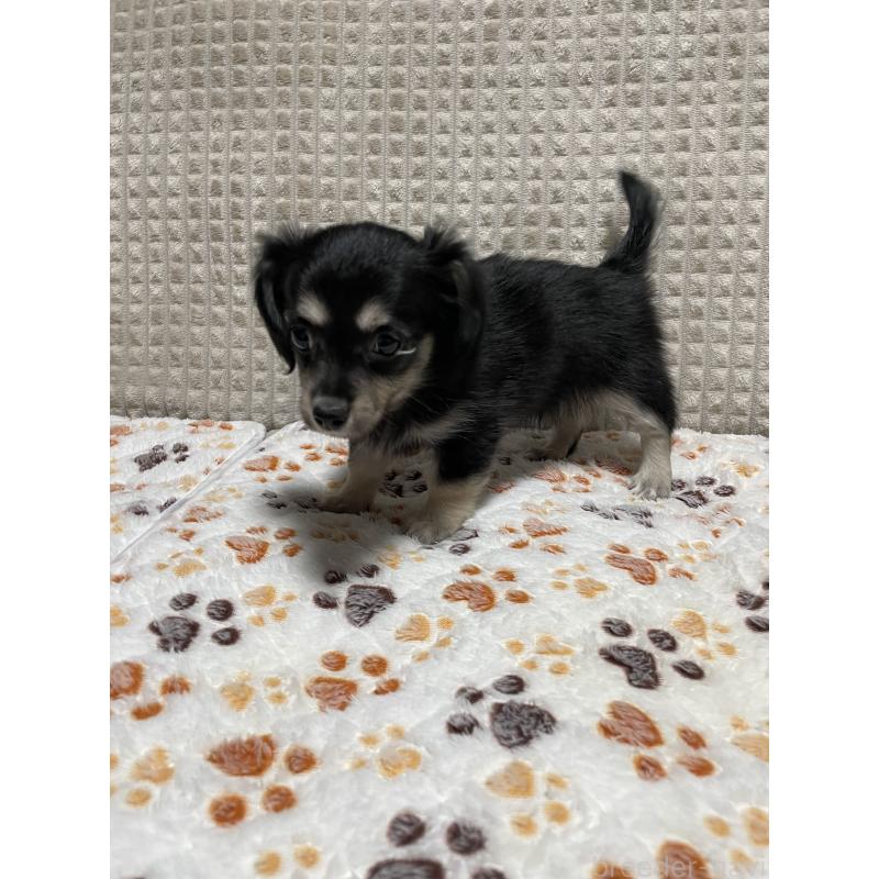 販売中の大阪府のチワックス:チワワ×ミニチュアダックスフンド-435783の5枚目