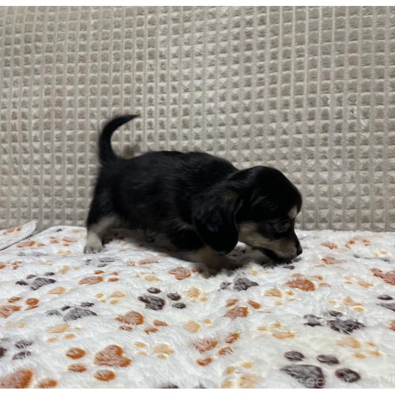 販売中の大阪府のチワックス:チワワ×ミニチュアダックスフンド-435783の4枚目