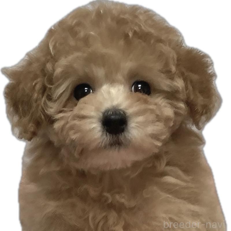 販売中の広島県のタイニープードル-435784の6枚目