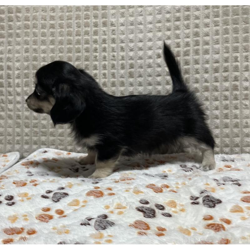 販売中の大阪府のチワックス:チワワ×ミニチュアダックスフンド-435783の3枚目