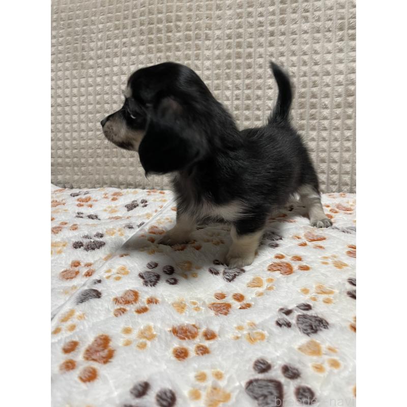 販売中の大阪府のチワックス:チワワ×ミニチュアダックスフンド-435783の2枚目