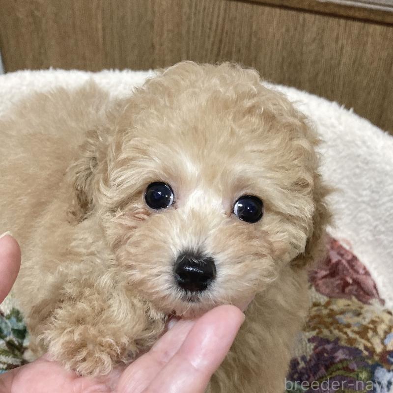 販売中の広島県のタイニープードル-435784の5枚目