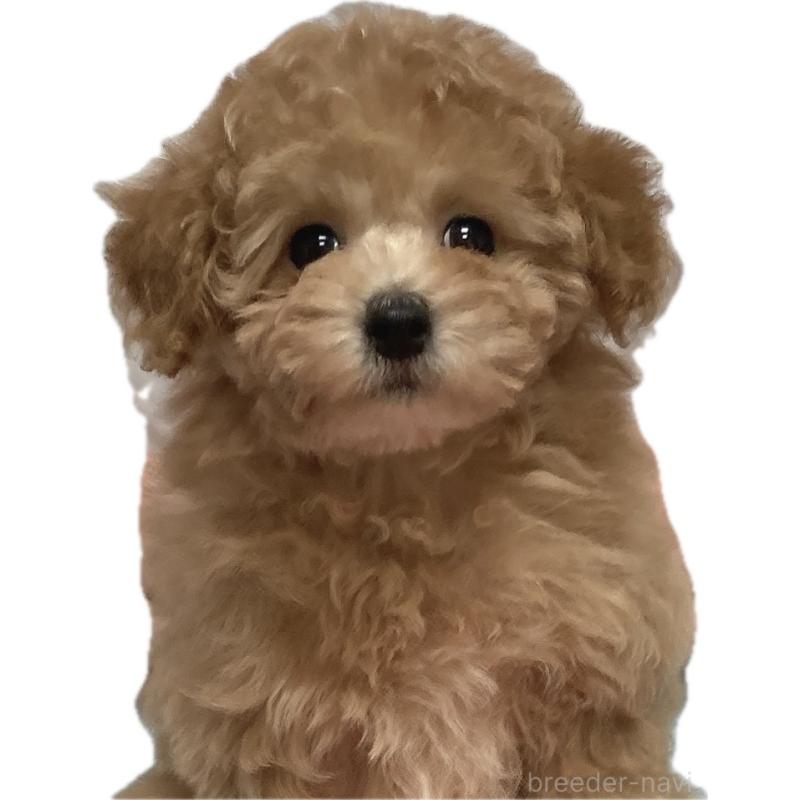 販売中の広島県のタイニープードル-435784の4枚目