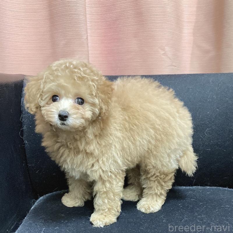 販売中の広島県のタイニープードル-435784の3枚目