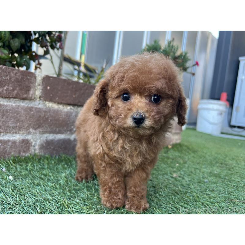 販売中の茨城県のタイニープードル-435786の4枚目