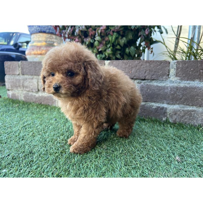 販売中の茨城県のタイニープードル-435786の3枚目