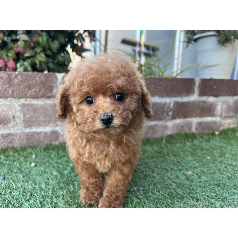 販売中の茨城県のタイニープードル-435786の2枚目