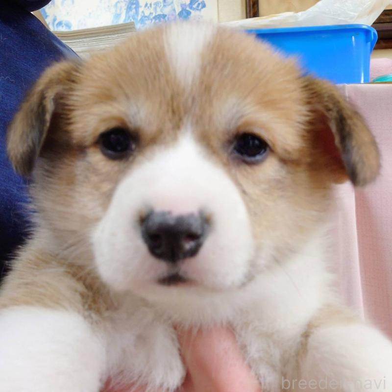 販売中の山口県のウェルシュコーギーペンブローク-432302