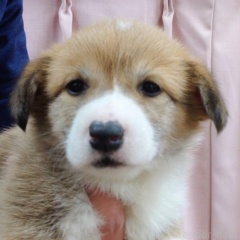 販売中の山口県のウェルシュコーギーペンブローク-432301