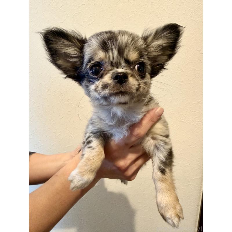 成約済の群馬県のチワワ(ロングコート)-425283の4枚目