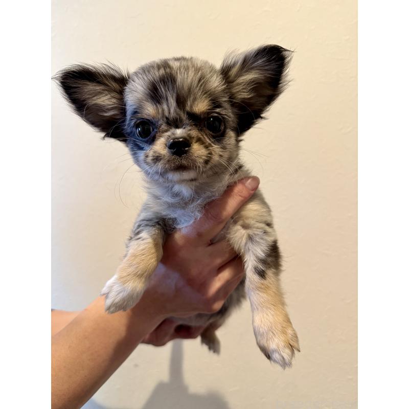 成約済の群馬県のチワワ(ロングコート)-425283の3枚目