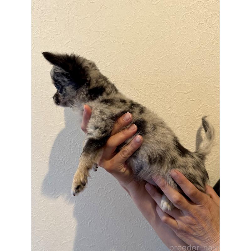 成約済の群馬県のチワワ(ロングコート)-425283の2枚目