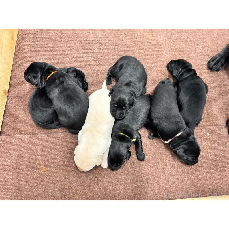 販売中の群馬県のラブラドールレトリーバー-435787の2枚目