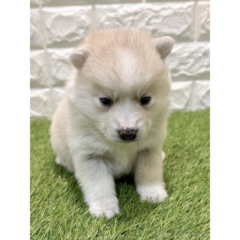 販売中の愛知県のミックス犬-435790の1枚目