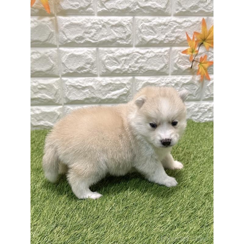 販売中の愛知県のミックス犬-435790の5枚目