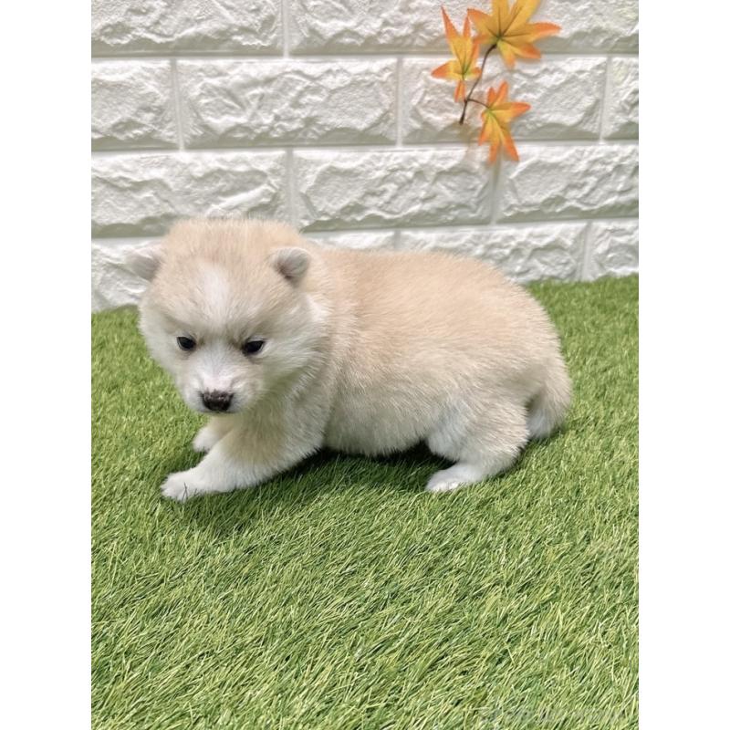 販売中の愛知県のミックス犬-435790の4枚目