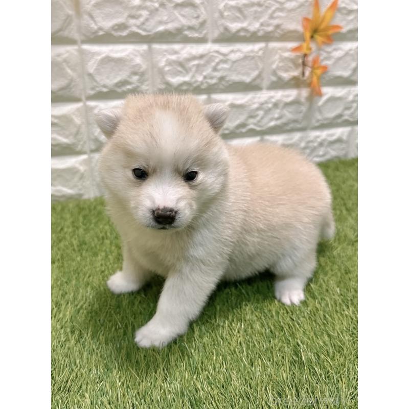 販売中の愛知県のミックス犬-435790の3枚目