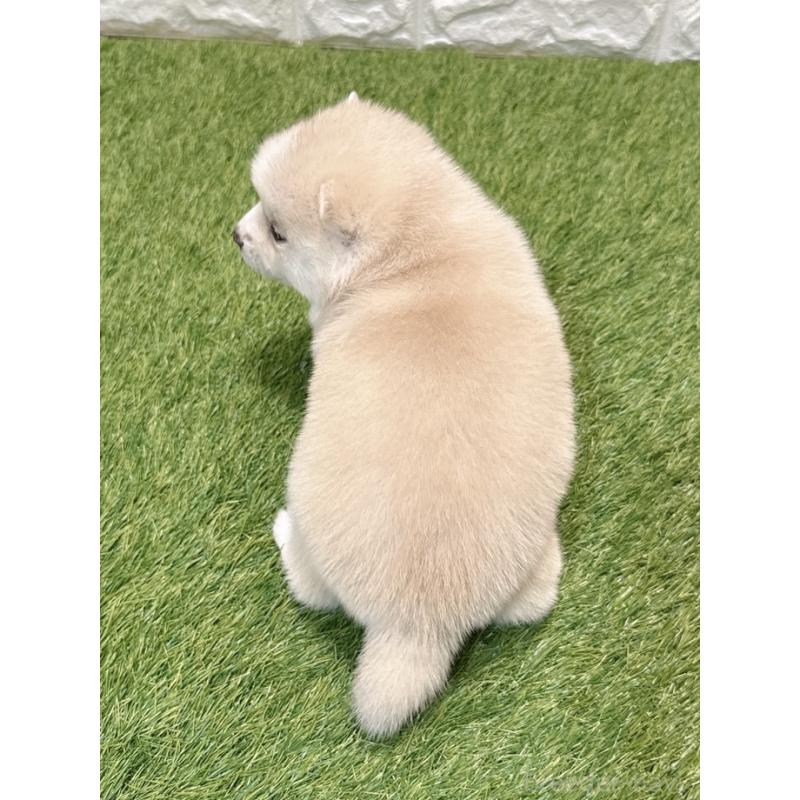 販売中の愛知県のミックス犬-435790の2枚目