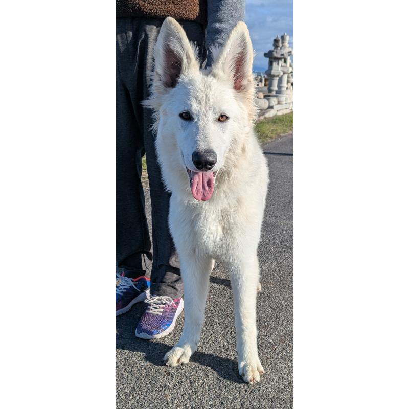販売中の滋賀県のホワイトシェパード-411443