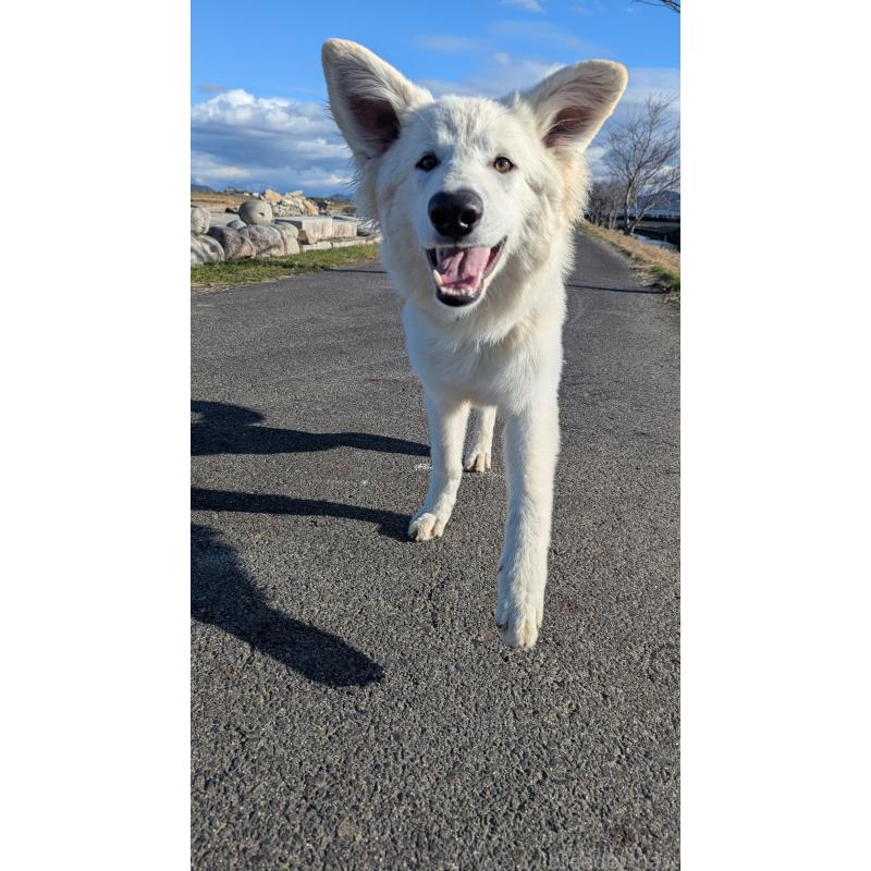 販売中の滋賀県のホワイトシェパード-411443の2枚目