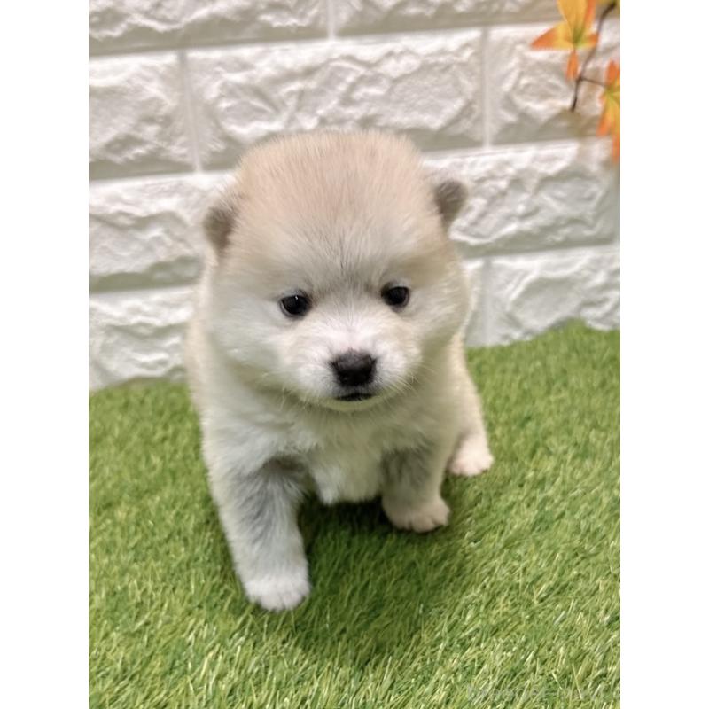 販売中の愛知県のミックス犬-435791の1枚目