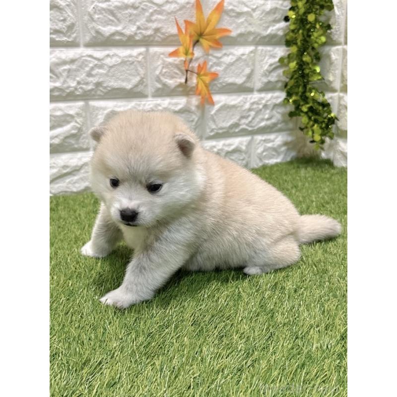 販売中の愛知県のミックス犬-435791の4枚目