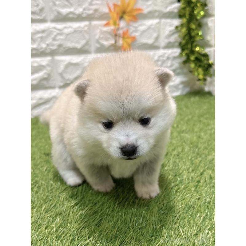 販売中の愛知県のミックス犬-435791の3枚目