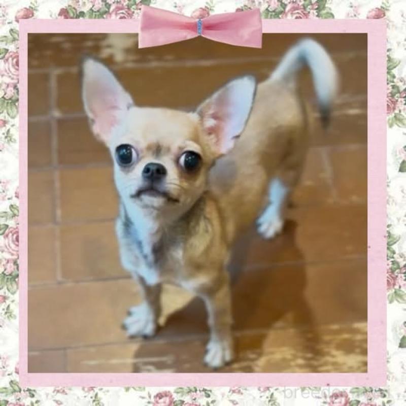 販売中の静岡県のチワワ(スムースコート)-411623