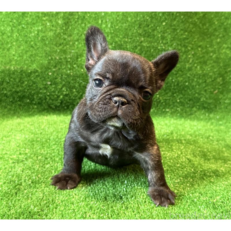 成約済の愛媛県のフレンチブルドッグ-434762の7枚目