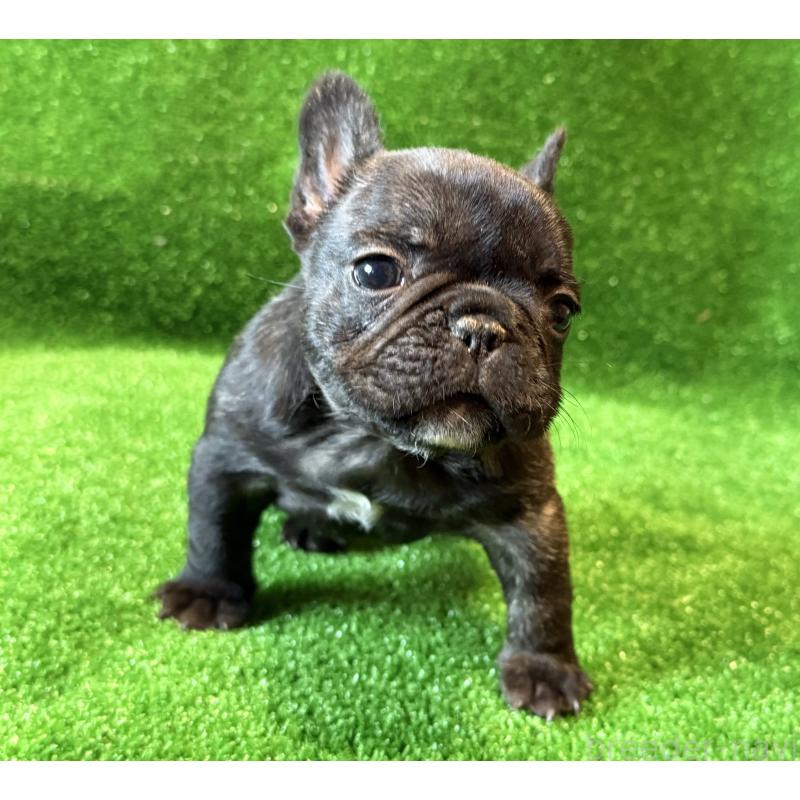 成約済の愛媛県のフレンチブルドッグ-434762の5枚目