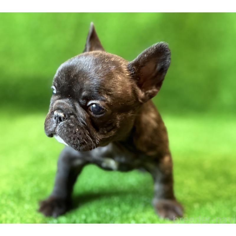 成約済の愛媛県のフレンチブルドッグ-434762の4枚目