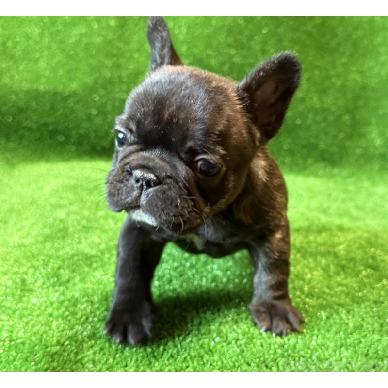 成約済の愛媛県のフレンチブルドッグ-434762の3枚目