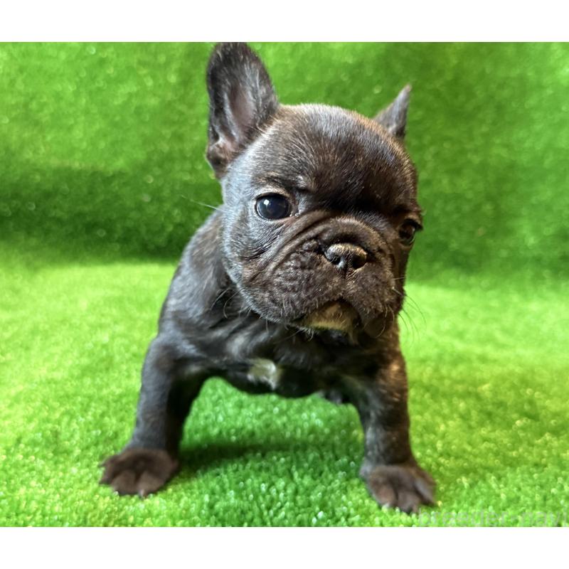 成約済の愛媛県のフレンチブルドッグ-434762の2枚目