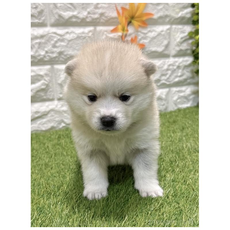 販売中の愛知県のミックス犬-435793