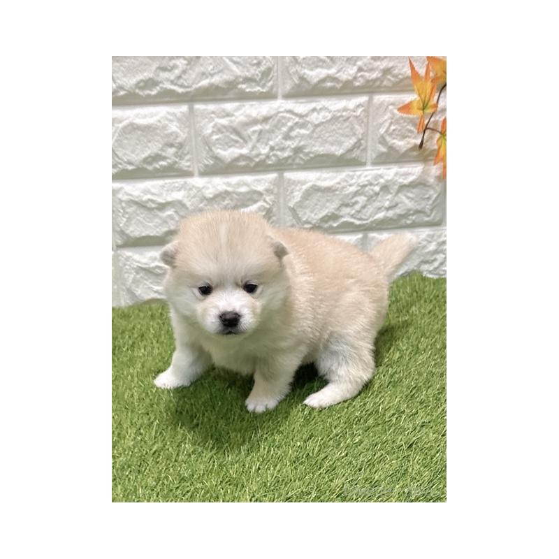 販売中の愛知県のミックス犬-435793の5枚目