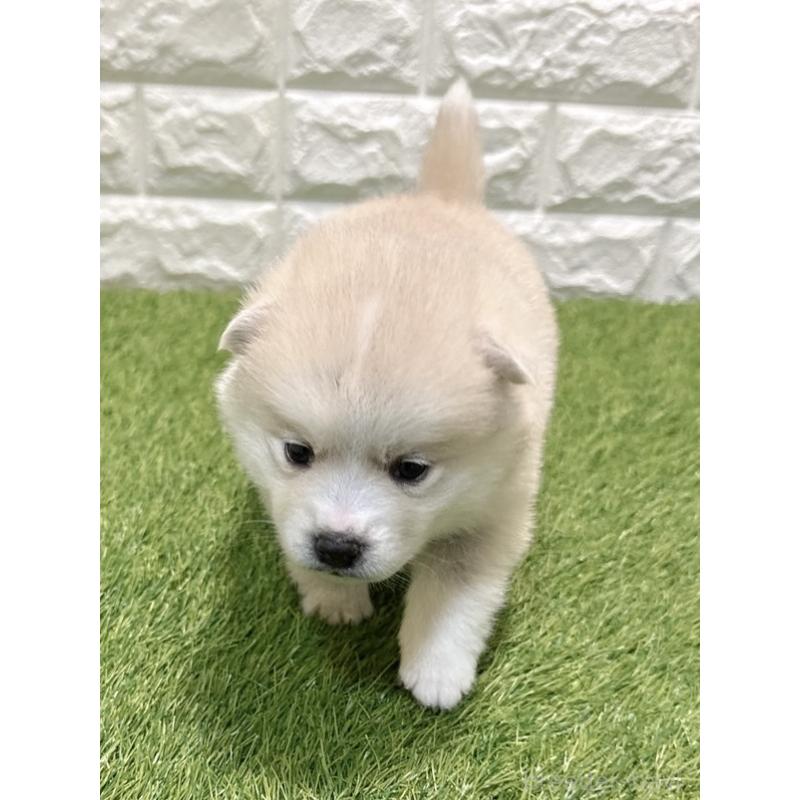 販売中の愛知県のミックス犬-435793の3枚目