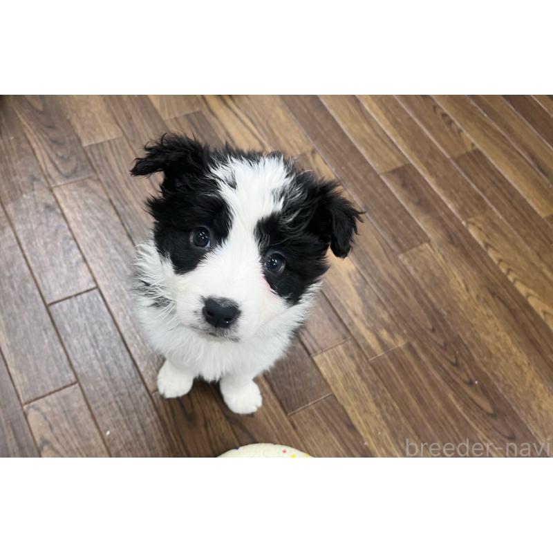 成約済の東京都のボーダーコリー-434190の11枚目