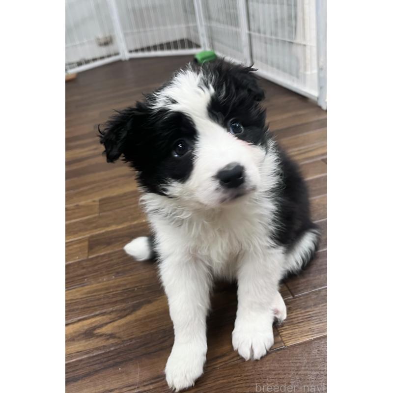 成約済の東京都のボーダーコリー-434190の9枚目