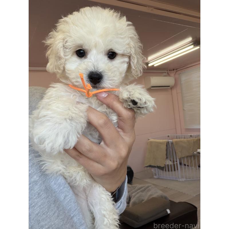 成約済の滋賀県のビションプー:ビションフリーゼ×トイプードル-432095の1枚目