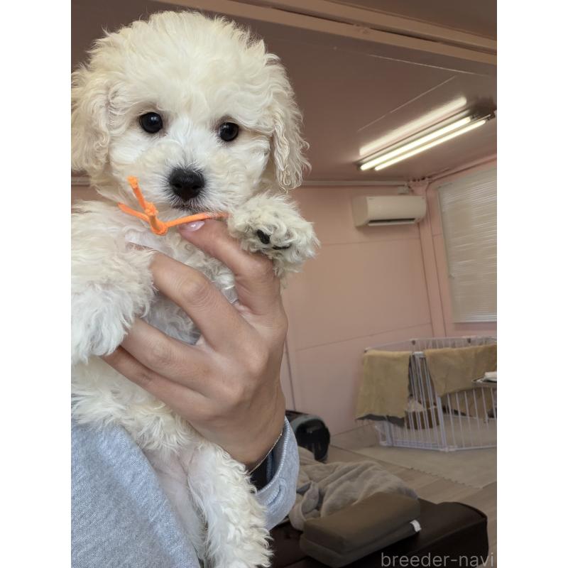 成約済の滋賀県のビションプー:ビションフリーゼ×トイプードル-432095の10枚目