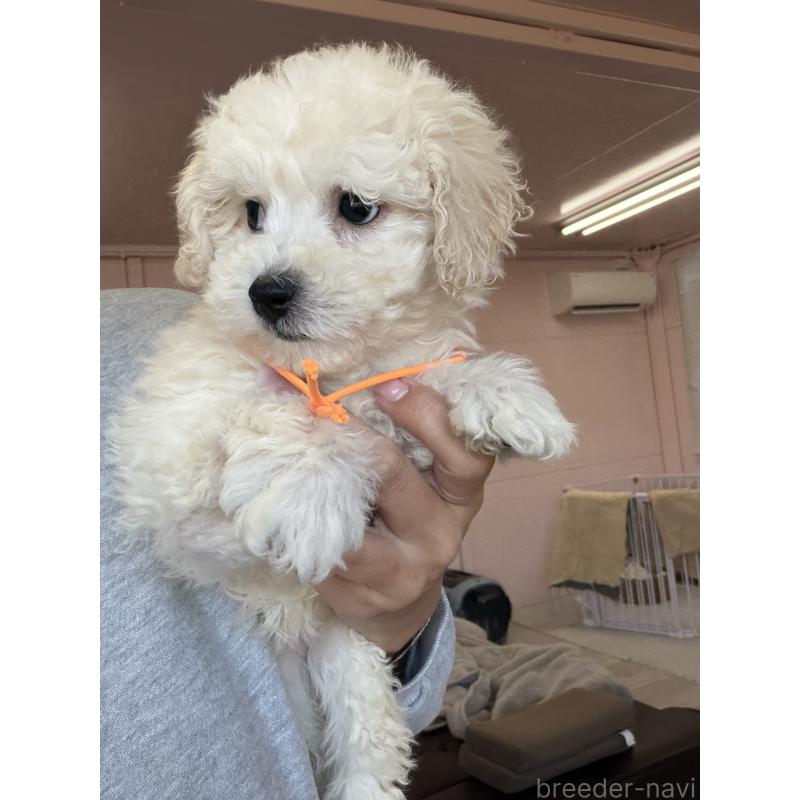 成約済の滋賀県のビションプー:ビションフリーゼ×トイプードル-432095の9枚目