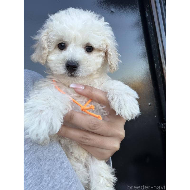 成約済の滋賀県のビションプー:ビションフリーゼ×トイプードル-432095の8枚目