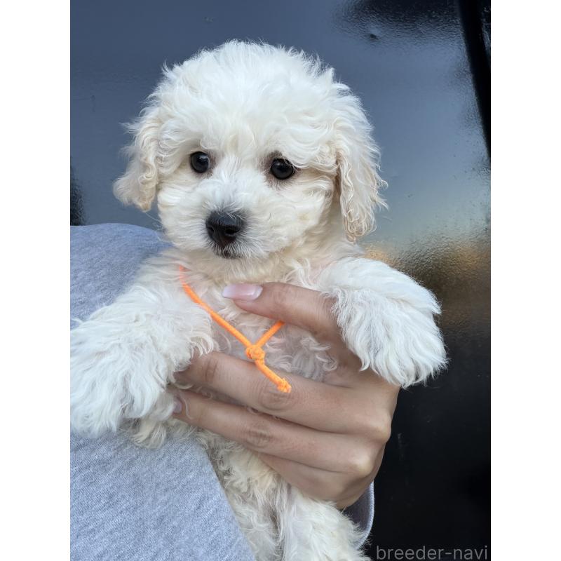 成約済の滋賀県のビションプー:ビションフリーゼ×トイプードル-432095の7枚目