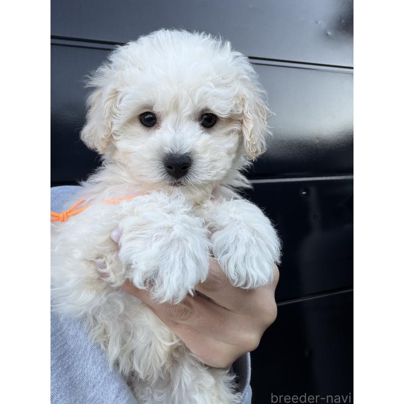 成約済の滋賀県のビションプー:ビションフリーゼ×トイプードル-432095の6枚目