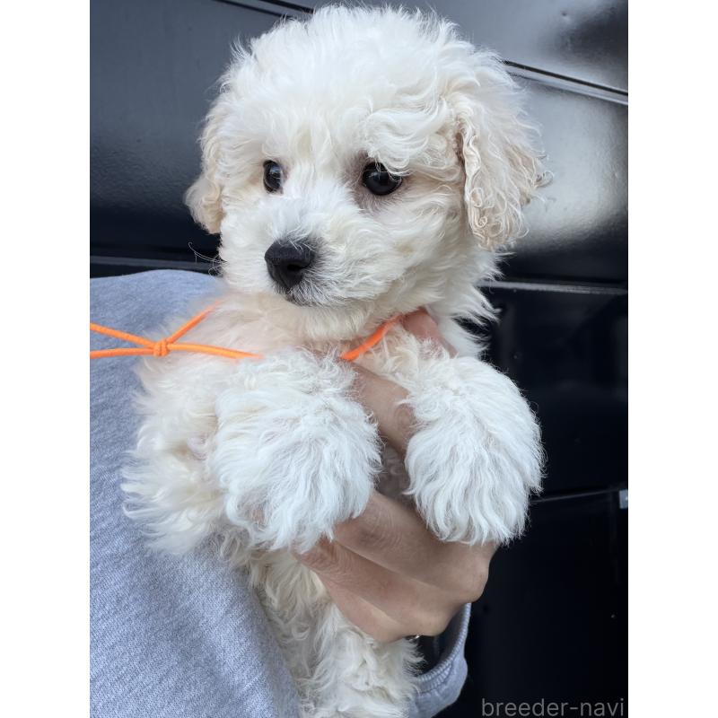 成約済の滋賀県のビションプー:ビションフリーゼ×トイプードル-432095の5枚目