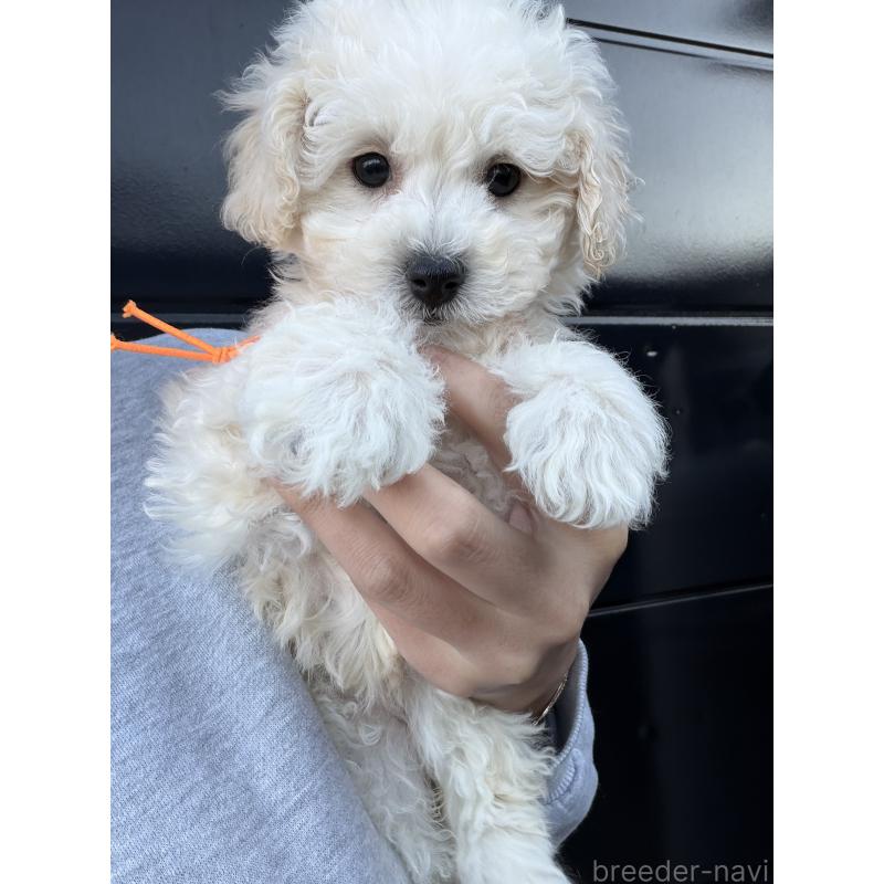 成約済の滋賀県のビションプー:ビションフリーゼ×トイプードル-432095の4枚目