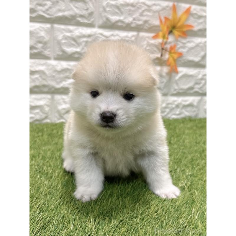 販売中の愛知県のミックス犬-435795の5枚目