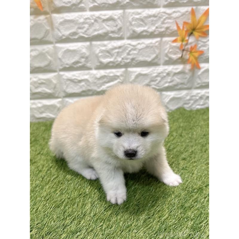 販売中の愛知県のミックス犬-435795の4枚目