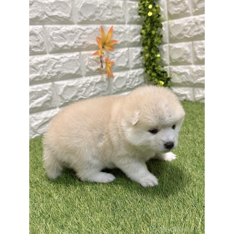 販売中の愛知県のミックス犬-435795の3枚目