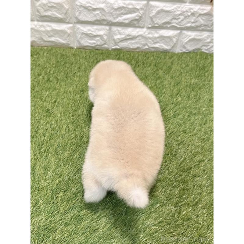 販売中の愛知県のミックス犬-435795の2枚目